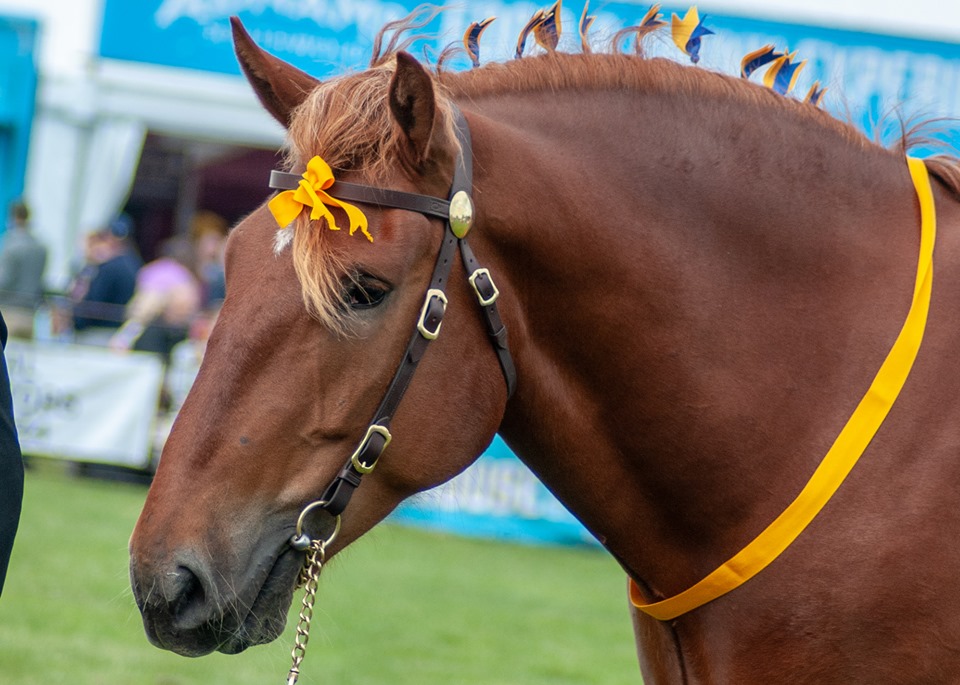 61344775_187917212128879_2707044571577057280_n