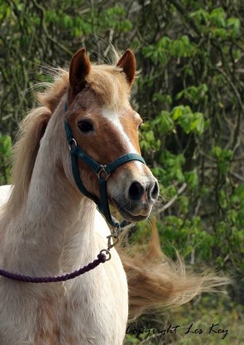 Roney MHHA Working 1